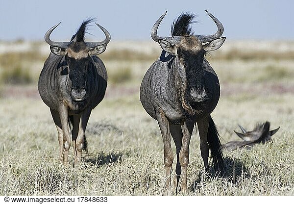 Streifengnus (Connochaetes taurinus)  zwei erwachsene Tiere auf trockenem Gras  Savanne  Etosha-Nationalpark  Namibia  Afrika