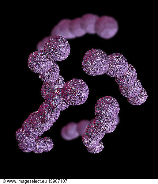 Streptococcus Agalactiae Streptococcus Agalactiae,3 Dimensional,3 ...