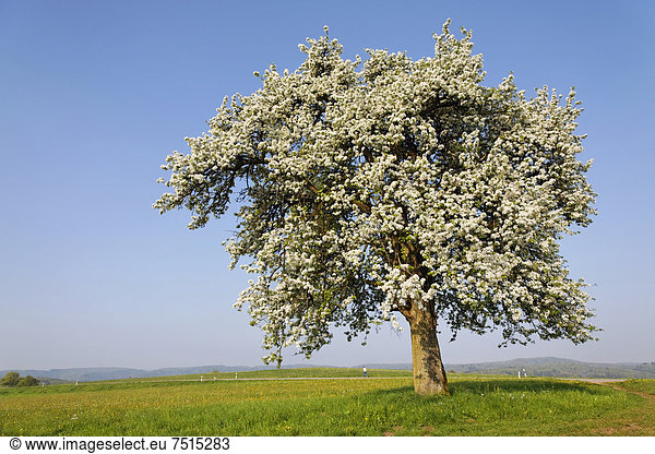 Streuobstwiese Frühjahrsblüte auf dem Dinkelberg bei Eichsel Rheinfelden - Baden Baden-Württemberg Deutschland Europa