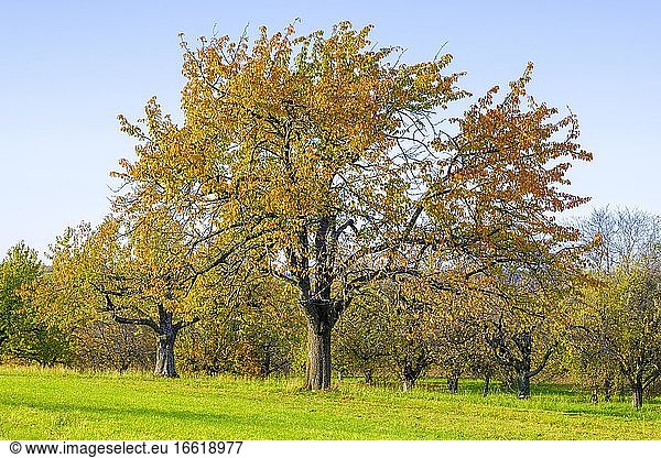 Streuobstwiese im Herbst mit verschiedenen Bäumen wie Kirschbäumen  Birnbäumen und Apfelbäumen  Schwäbische Alb  Baden-Württemberg  Deutschland  Europa