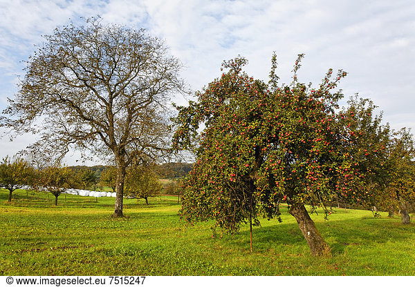 Streuobstwiese mit Apfelbaum  Dinkelberg im Herbst  bei Adelhausen  Rheinfelden - Baden  Baden-Wüttemberg  Deutschland  Europa