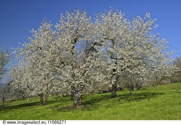 Streuobstwiese mit blühenden Kirschbäumen  Biosphärengebiet Schwäbische Alb  Baden-Württemberg  Deutschland  Europa