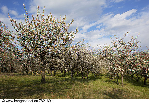 Streuobstwiese mit Kirschblüte