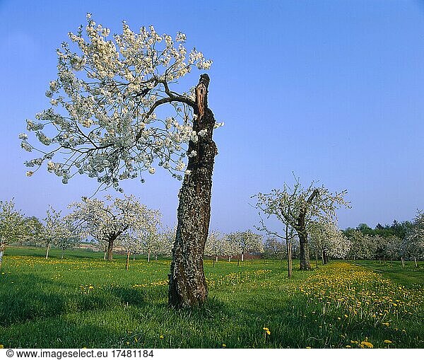 Streuobstwiesen in der Fränkischen Schweiz Baum Blüten Kirschbaum Kirschblüten Wiese Obstbäume