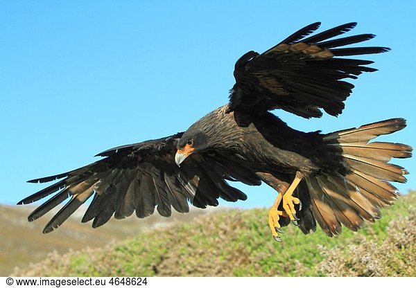 Striated Caracara (Phalcoboenus australis). Carcass Island Falkland Islands