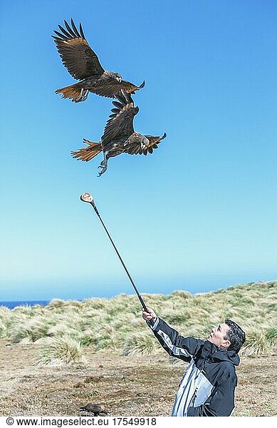 Striated Caracaras (Phalcoboenus australis) in flight playing with golf stick  Sea Lion Island  Falkland Islands  South America