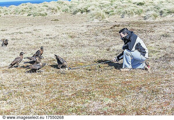 Striated Caracaras (Phalcoboenus australis) playing with golf stick  Sea Lion Island  Falkland Islands  South America