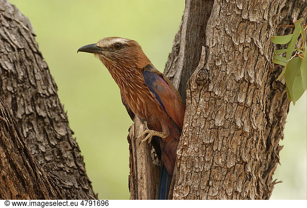 Strichelracke (Coracias naevia)  Altvogel am Nest im Baumstamm  Etosha  Namibia  Afrika