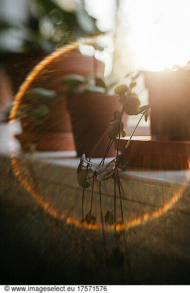 string of hearts in a sun flare on the window sill