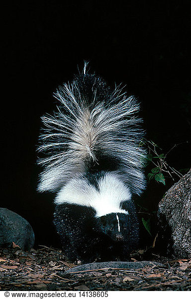 Striped Skunk
