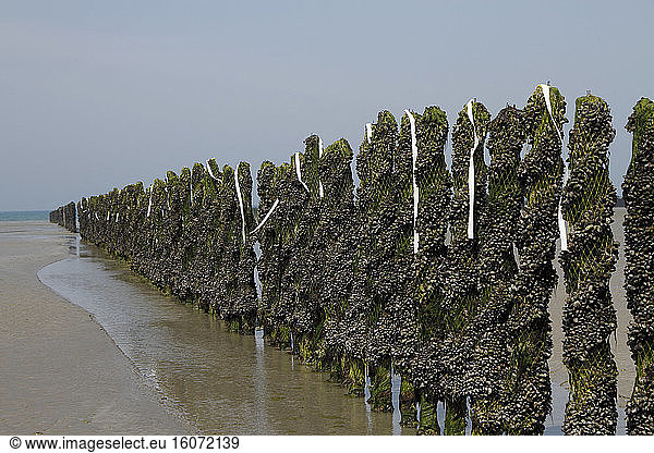 Strips of paper flutter with the wind to scare the birds in the Jospinet mussels in Planguenoual  Brittany  France