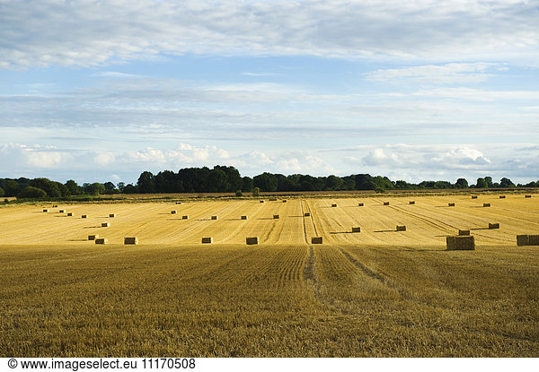 Strohballen auf einem Feld voller Stoppeln.