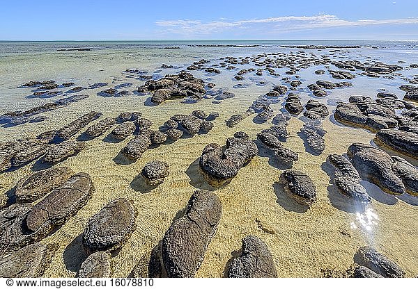 Stromatolites at low tide - Hamelin Pool - Shark Bay - Western Australia