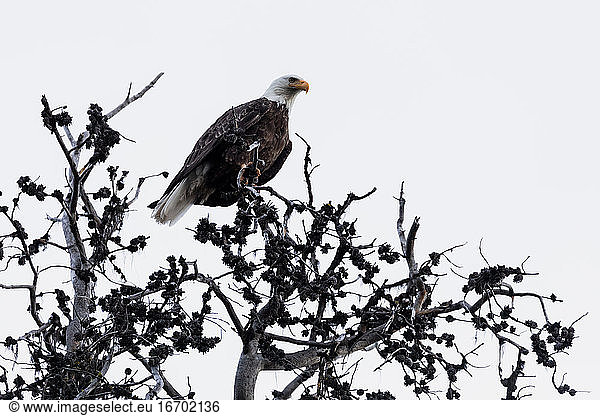 Strong bald eagle with white feathered head attentively watching