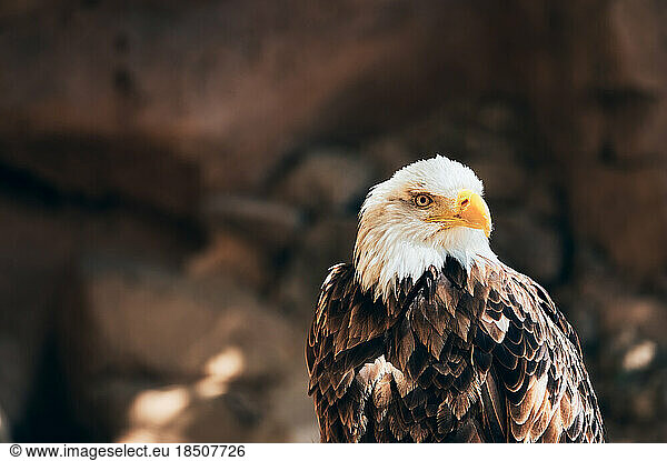 Strong bald eagle with white feathered head attentively watching aside