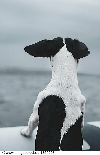 Strong spotty dog looks out from edge of boat in Scottish ocean