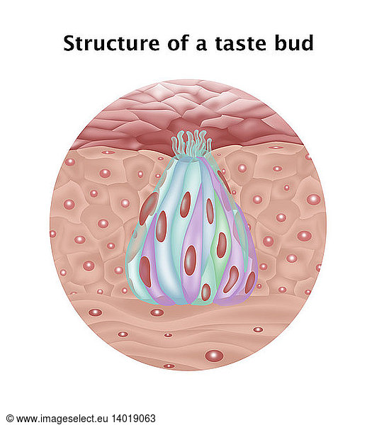 Structure Of Taste Bud Structure Of Taste Bud, Illustration,basal ...