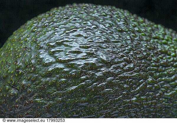 Struktur einer Avocado (Persea gratissima)  Studioaufnahme  Bayern  Deutschland  Europa