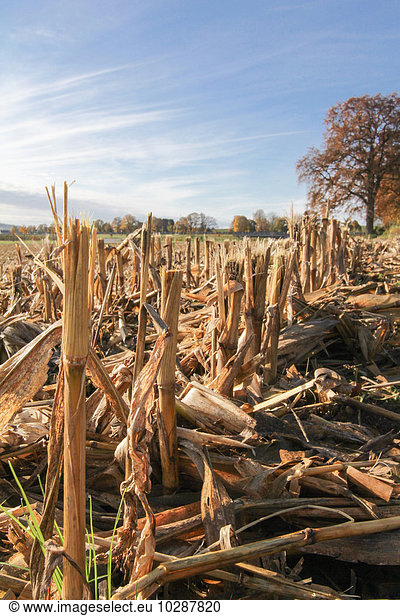 Stubble in harvested corn field  Eichenau  Fürstenfeldbruck  Bavaria  Germany