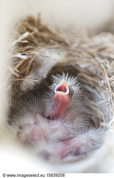 Stubenfink-Baby mit offenem Maul in einem Nest