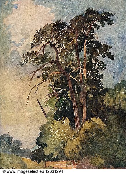 Studie von Bäumen  um 1880. Künstler: Alfred William Rich.