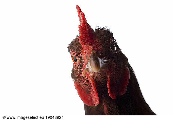 Studio portrait of a Rhode Island Red chicken on a white background.