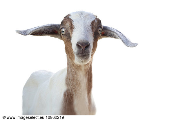 Studio portrait of cute goat against white background