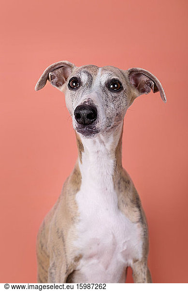 Studio portrait of English Greyhound