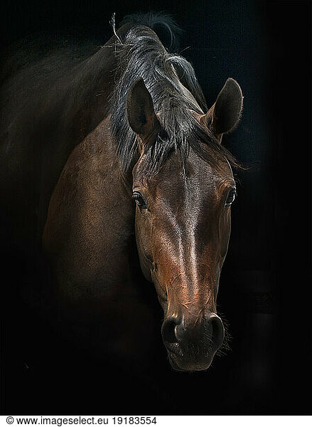 Studio portrait of horse's head
