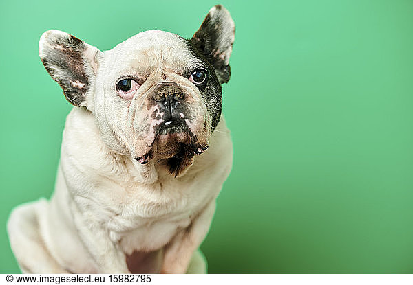 Studio portrait of white French Bulldog