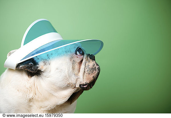 Studio portrait of white French Bulldog wearing sun visor
