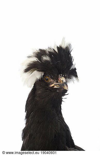 Studio portrait on a white background of a Polish chicken.