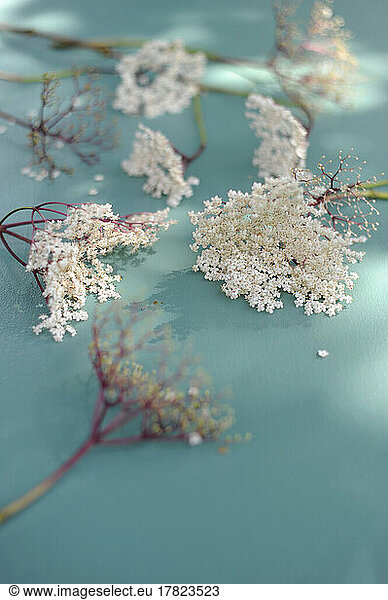 Studio shot of blooming lilac and elderberry flowers flat laid against turquoise background