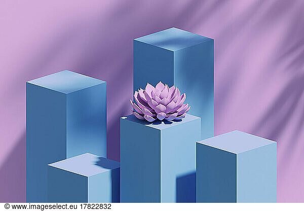 Studio shot of blue pedestals and single pink colored succulent plant