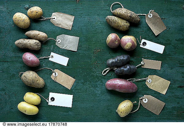 Studio shot of different varieties of labeled potatoes flat laid against green background