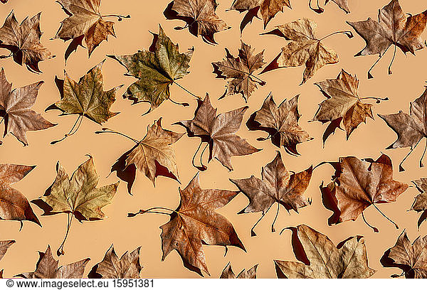 Studio shot of dry maple leaves lying against brown background