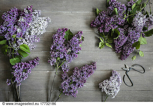 Studio shot of freshly picked lilacs (Syringa vulgaris) lying on wooden surface