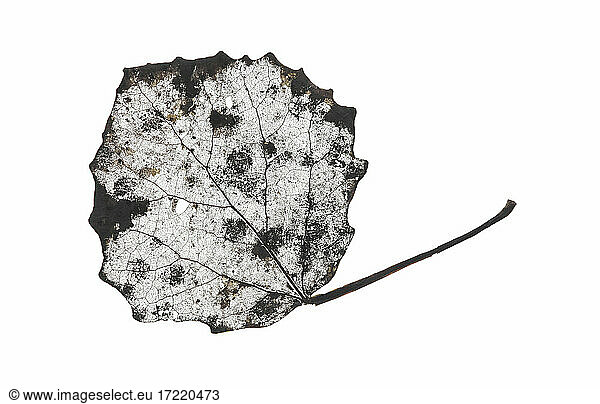 Studio shot of gray wilted aspen leaf