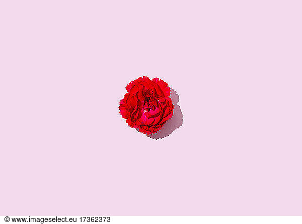Studio shot of head of single blooming carnation flower