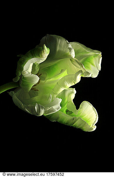 Studio shot of head on green blooming tulip