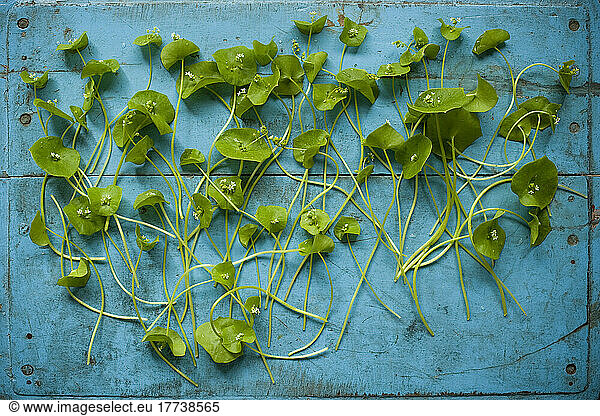 Studio shot of Indian lettuce (Claytonia perfoliata) flat laid against wooden rustic background