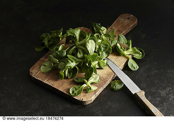 Studio shot of lamb's lettuce on cutting board