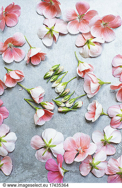 Studio shot of pink geranium flowers