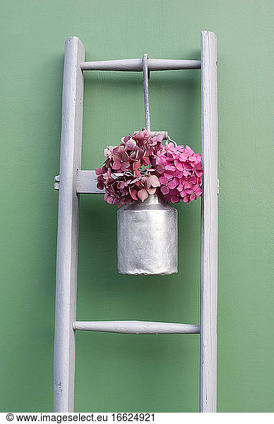 Studio shot of pink hydrangeas blooming in milk jug hanging on simple wooden ladder