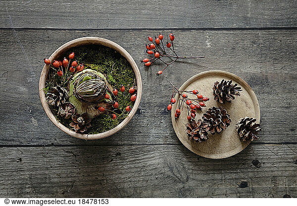 Studio shot of potted amaryllis bulb decorated with moss  pine cones and rose hips