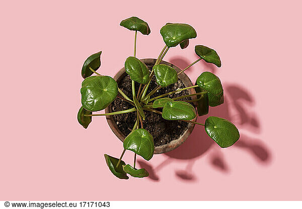 Studio shot of potted Chinese money plant (Pilea peperomioides)