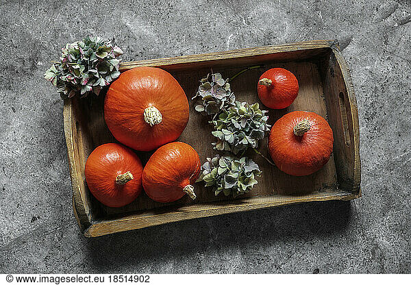 Studio shot of pumpkins and dried hydrangeas on wooden tray