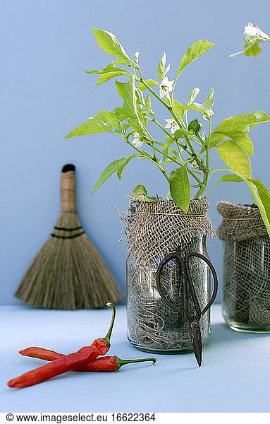 Studio shot of red chili peppers  old scissors and plant potted in jute sack and mason jar