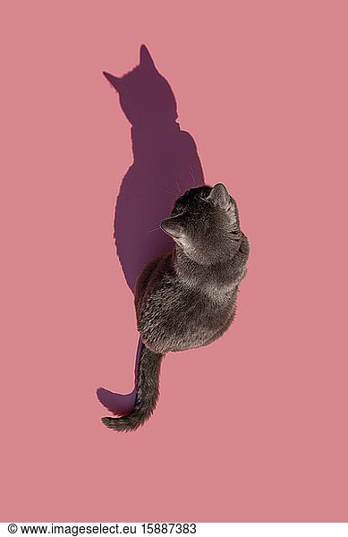 Studio shot of Russian Blue cat sitting against pink background
