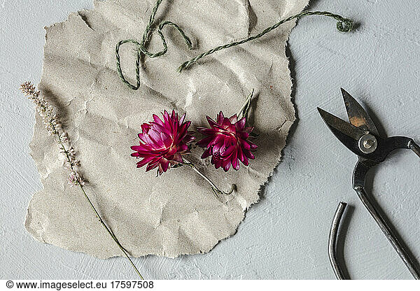 Studio shot of scissors and dried flowers on piece of paper